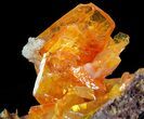 Bright Orange Wulfenite Cluster - Large Crystals #39140-6